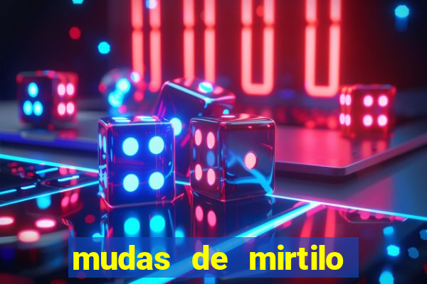 mudas de mirtilo em porto alegre